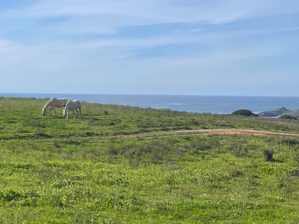White horses grazing above the coast